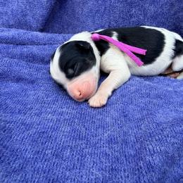 Diamond - Snow Run Litter - Tri-color female Bernedoodle puppy in Charleston, South Carolina from Palm Belle Doodles