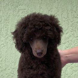 Poodle Puppies from Madness Kennels