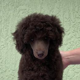 Poodle Puppies from Madness Kennels