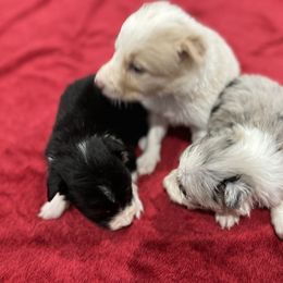 Border Collie Puppies from Patricia Goodwin