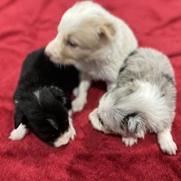Border Collie Puppies from Patricia Goodwin