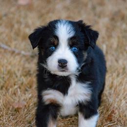Wallace - Black tri male Miniature Australian Shepherd puppy in Blackfoot, Idaho from Bellewynd Acres