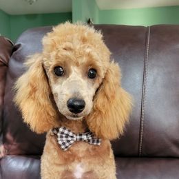 Aussiedoodle, Cavapoo, and Poodle All Grown Up from B&M Cottonwood Canines