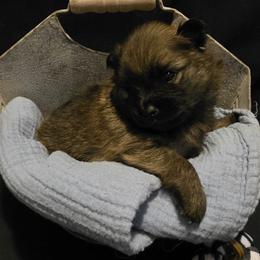 Pumpkin Pie - Cream sable male Pomeranian puppy in Sanford, Florida from Serena's Poms