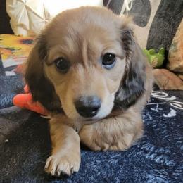 Winter. (Non Dapple)  (Huntersbroad Crest showing) - Sable female Dachshund puppy in Terlton, Oklahoma from CLARK'S BREEDING PROGRAM