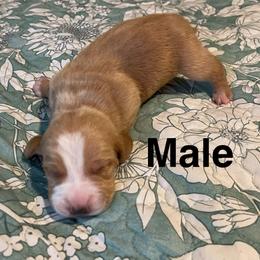 Male 4 - Red and white male Basset Hound puppy in Daleville, Alabama from Home Grown Basset Hounds of Alabama