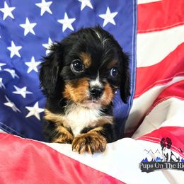 Cavalier King Charles Spaniel and Companion Cross Puppies from Pups on the Ridge