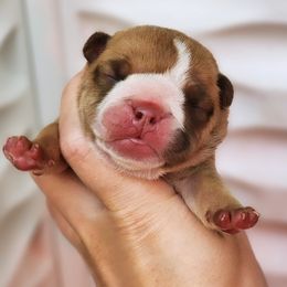 Bulldog Puppies from Badger Canyon bulldogs