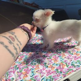 Chihuahua Puppies from Elegant Exotic Chihuahua's