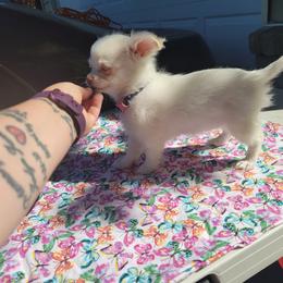Chihuahua Puppies from Elegant Exotic Chihuahua's