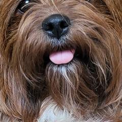 Shorkies from Northern CA Shorkies