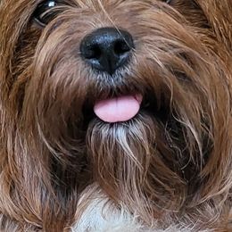 Shorkies from Northern CA Shorkies