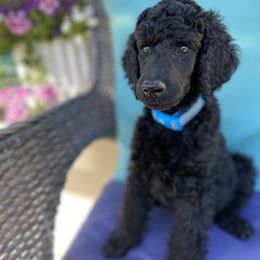 Poodle Puppies from Turkhaven