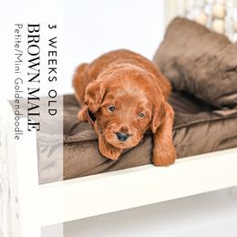 Brown - Red  male Goldendoodle puppy in Platteville, Wisconsin from Beck Kennel