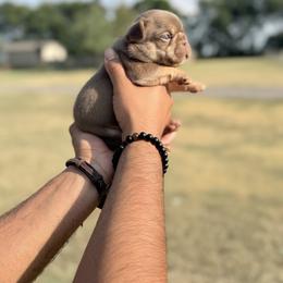French Bulldog Puppies from Horror Line Frenchies
