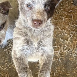 Cheyenne - Australian Cattle Dog puppy in Ohio from Double C Stockyards
