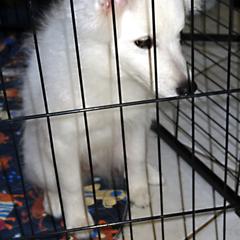 Purple - Vivian - White female American Eskimo Dog puppy in Redlands, Ca, Usa, California from Tribe of Aryelle