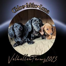 Dachshund Puppies from Valhallah Farms