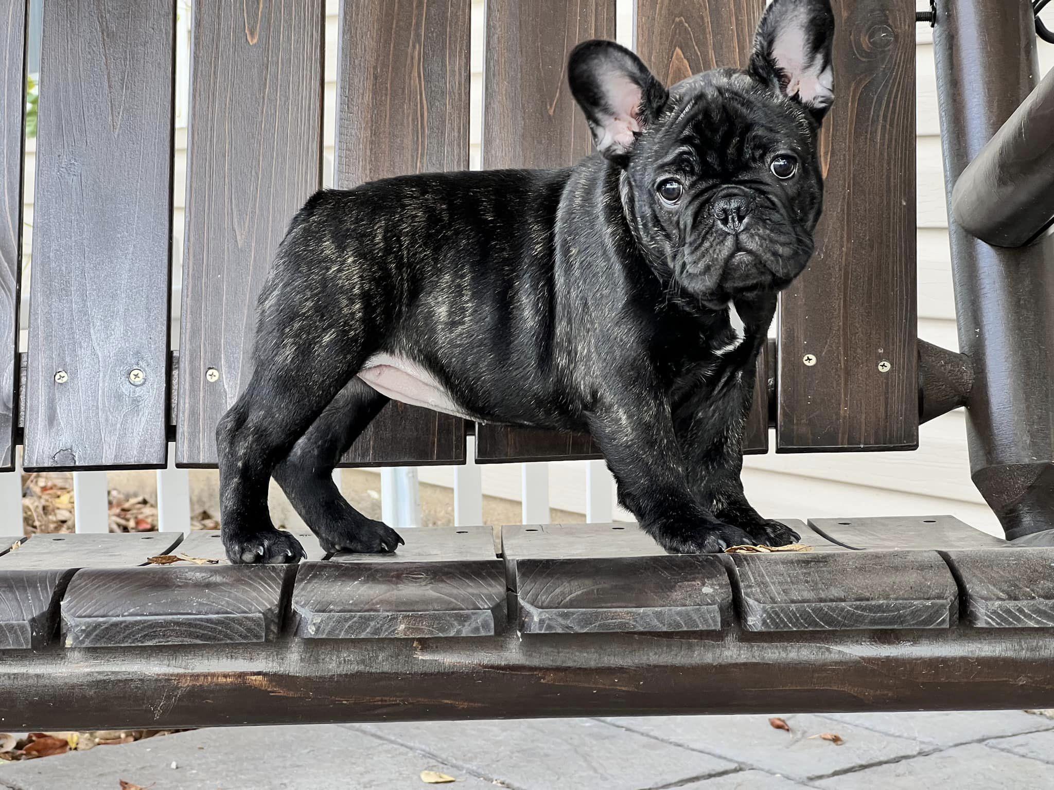 FairyTail Frenchies in Kansas French Bulldog puppies Good Dog