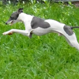 Italian Greyhound puppies from Quality Italian Greyhounds