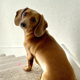 Maddi - Dachshund
