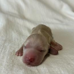 Moe - Cream male Dachshund puppy in Sebring, Florida from Mini Weenies