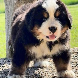 Valentino Gold - Black tan and white male Bernese Mountain Dog puppy in Winigan, Missouri from Home Sweet Bernese