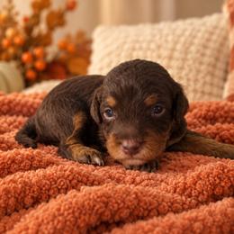 Cider - Chocolate male Cavapoo puppy in Floyd, Virginia from Hearts and Paws Poodles and Doodles