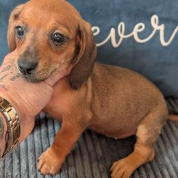 Ginny - Red female Dachshund puppy in Barnard, Missouri from KB Doxies