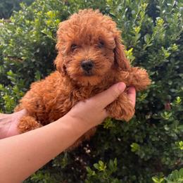 Leo - Brown male Poodle puppy in Apex, North Carolina from Happy puppies