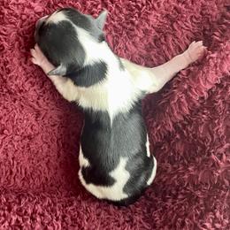 Biewer Terrier Puppies from Petit Bijou