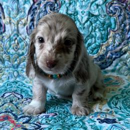 Trey - Dapple male Dachshund puppy in Lincoln, Arkansas from Red Dirt Dachshunds