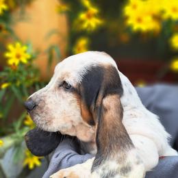 Basset Hound and Beagle Puppies from Orange Mountain Basset Hounds & Beagles