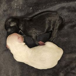 Ivory - White female Maltipoo puppy in Carthage, Missouri from Cooley's Cuddle Pups