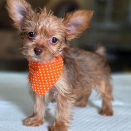 Gold Boy 1 - Gold male Yorkshire Terrier puppy in Aiken, South Carolina from Sio's Yorkies