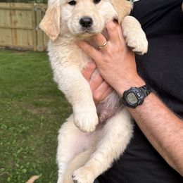 Spanner - Golden Golden Retriever puppy in Ringgold, Georgia from Southern Belle's Puppies