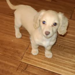 Oakley - Dachshund