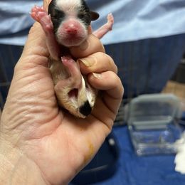 Biewer Terrier and Cavalier King Charles Spaniel Puppies from Kilmaren Cavaliers and Born in the USA Biewer Terriers