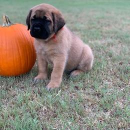 Mastiff Puppies from Red River Mastiff