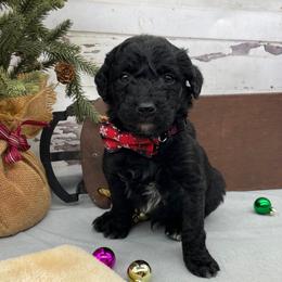 Abe - Black male Goldendoodle puppy in Lisbon, Ohio from Willow Lane Doodles