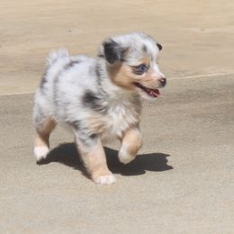 Blue-Eyed Blue Merle Male 1 - Blue merle Toy Australian Shepherd puppy in Leighton, Alabama from Isbell Land & Livestock, LLC