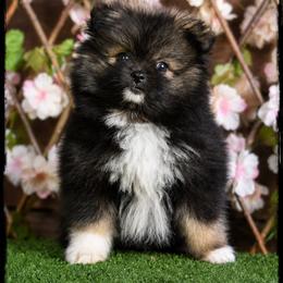 Waylon - Wolf sable male Pomeranian puppy in Cleveland, Georgia from Sourpatch Pomeranians