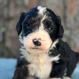 Skipper - Black and white male Bernedoodle puppy in Russellville, Arkansas from Crossgate Doodles