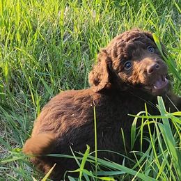Boy 3 - Chocolate Goldendoodle puppy in Kenosha, Wisconsin from Madden Golden Doodles