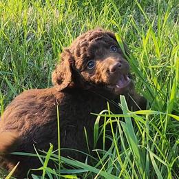 Boy 3 - Chocolate Goldendoodle puppy in Kenosha, Wisconsin from Madden Golden Doodles