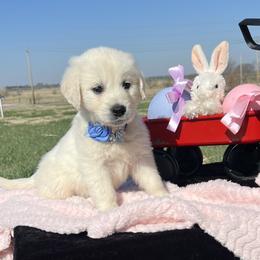 Derby - Light golden male Golden Retriever puppy in Adair, Oklahoma from Rejoice Retrievers