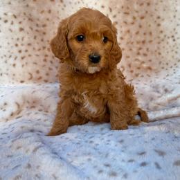 Hope - Apricot female Goldendoodle puppy in Gilbert, Arizona from Bushman Doodles