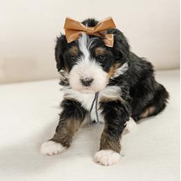 Artemis - Gray Collar Female - Tri-color female Bernedoodle puppy in Kamas, Utah from A + E Farms