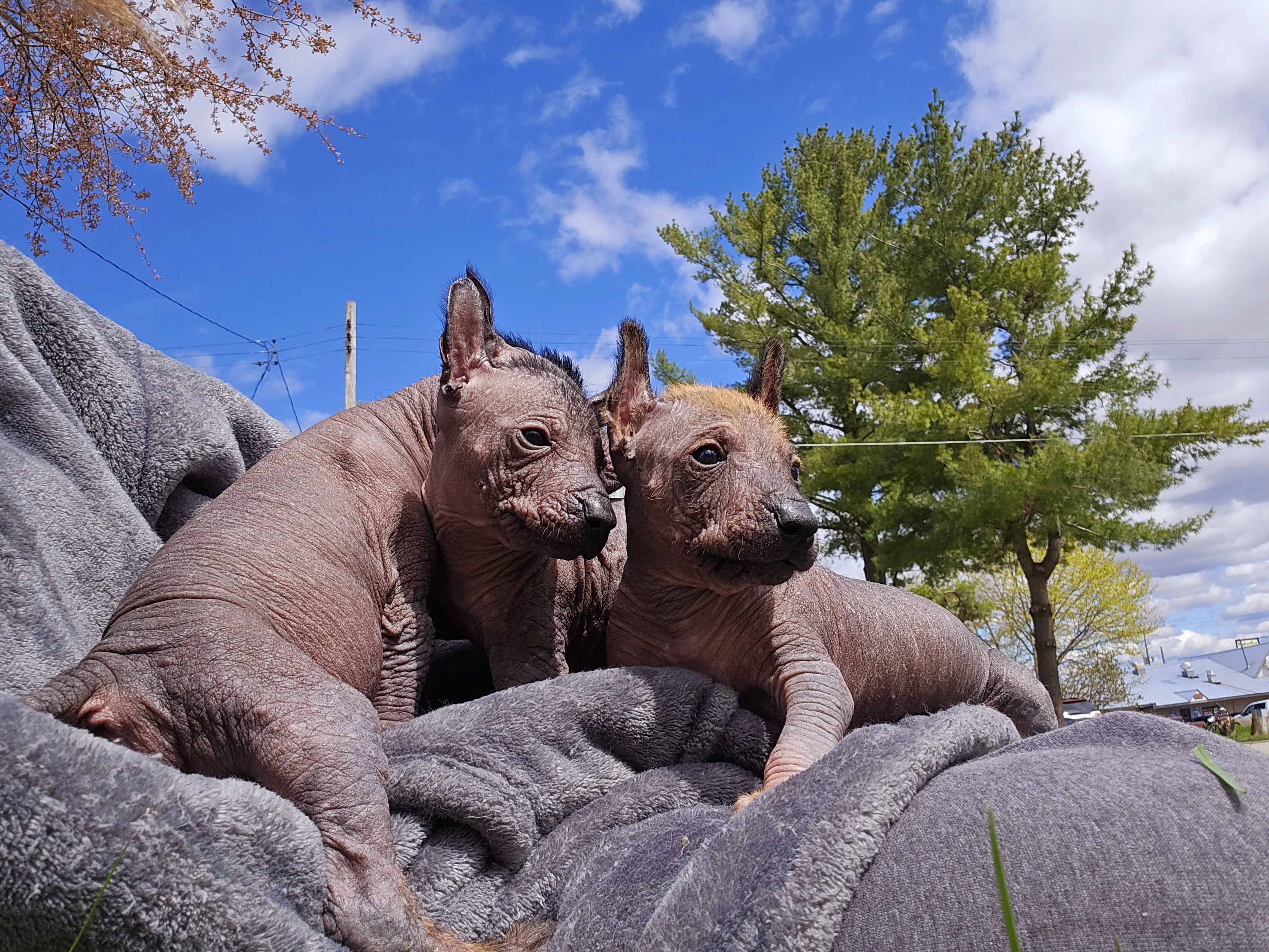 Xoloitzcuintli Puppies from Experience The Wild