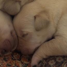 Boy 1 - Yellow male Labrador Retriever puppy in Centreville, Maryland from Barbihaus Kennels